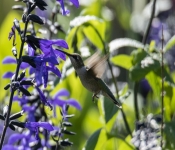2019 09 15 LongFellowGardens 024